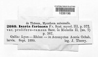 Isaria farinosa image